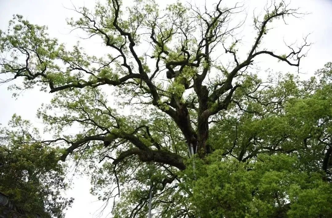 李斯经历给我们的启发_李斯的教育经历与影响_李斯是教育家吗