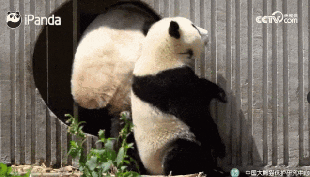 SOL币的国际化发展:如何在全球市场中实现突破_币圈破0是什么意思_全球货币格局迎来大变局